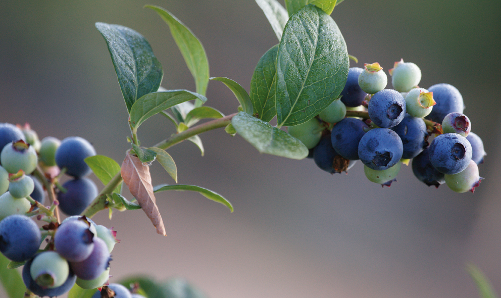 Campo experimental de producción de arándanos