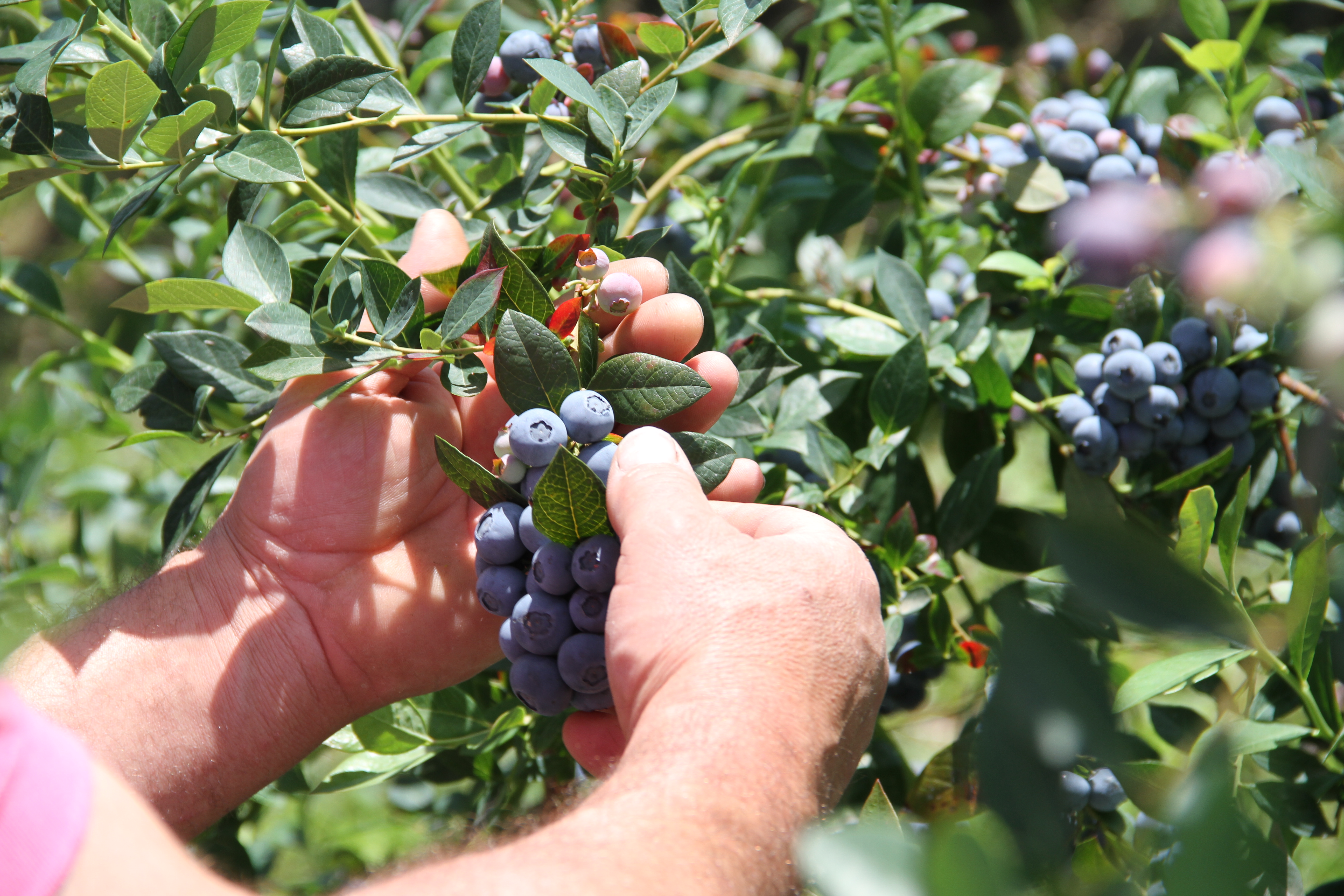 Experimental Blueberry Production Field