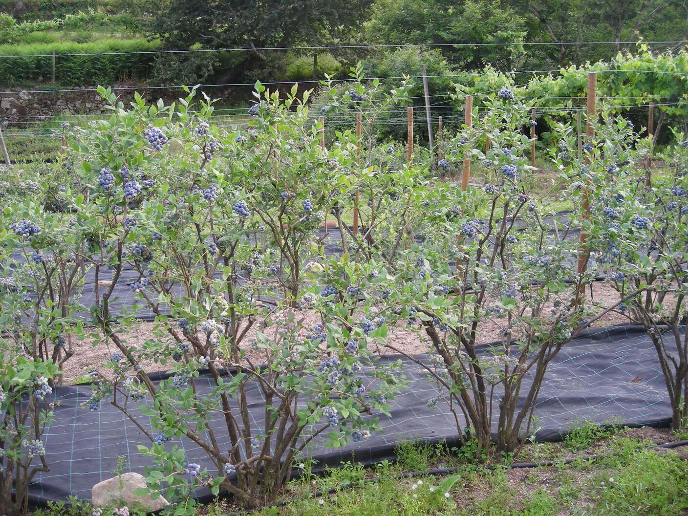 National Blueberry Fair