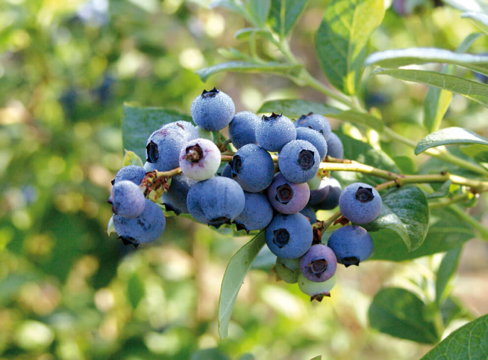 National Blueberry Fair