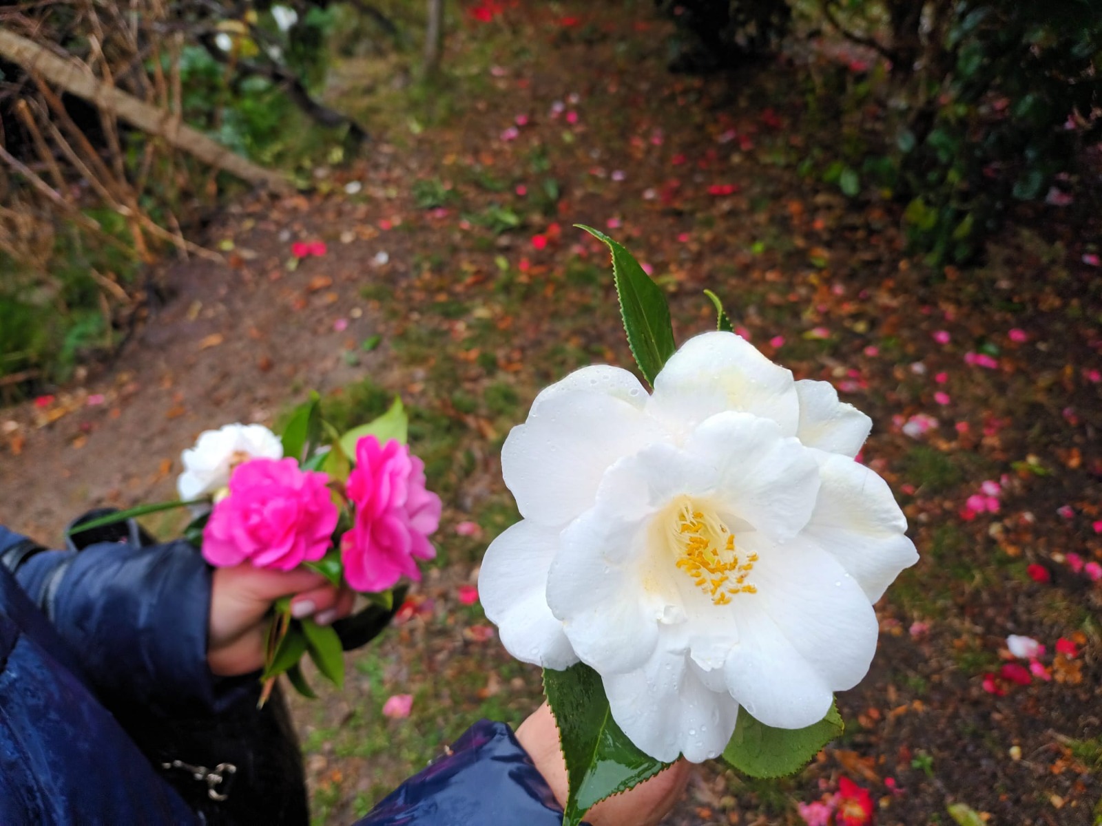 Camellia Festival