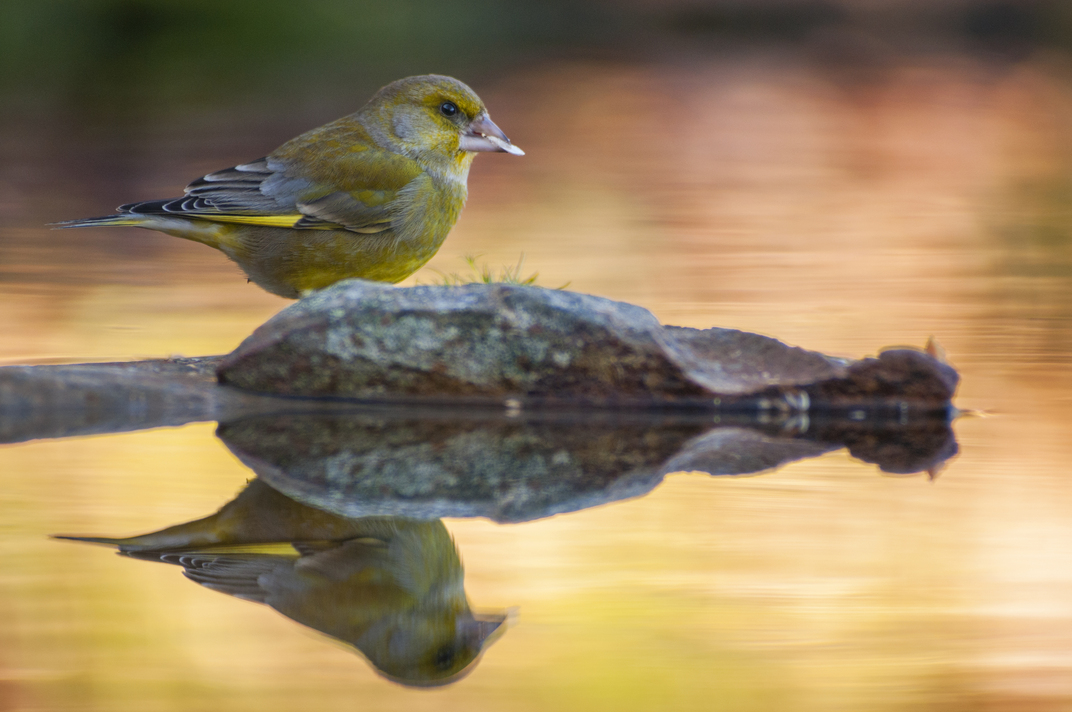 Biodiversité