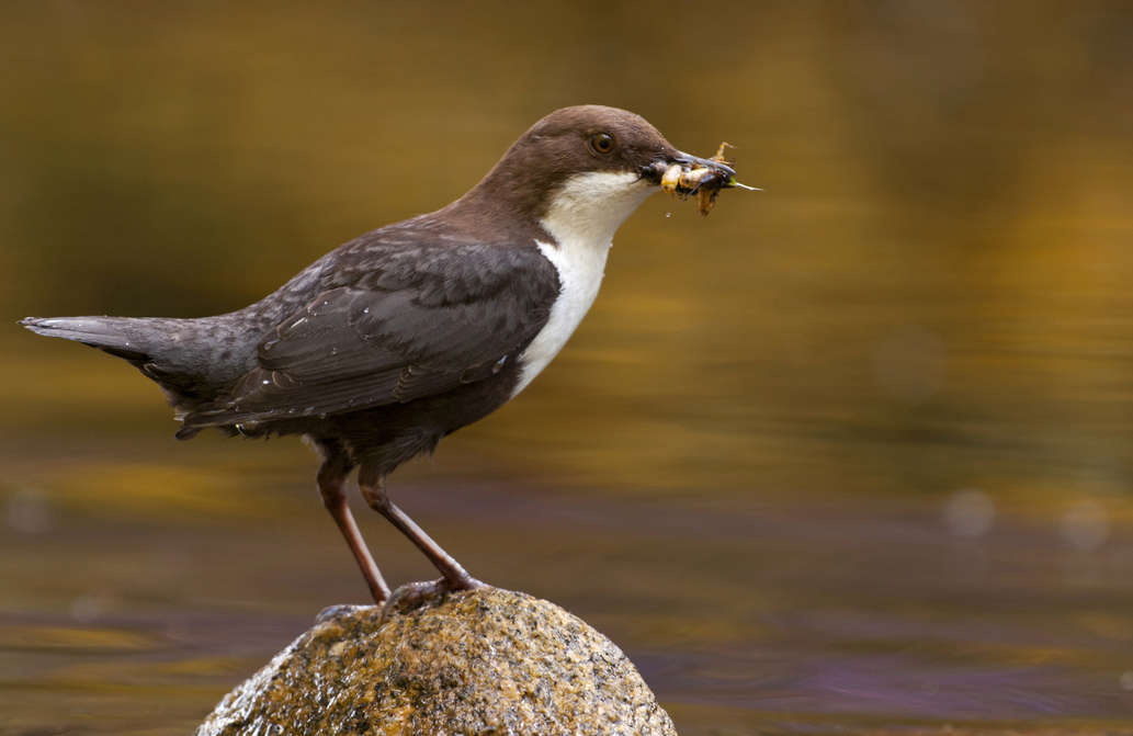 Biodiversité