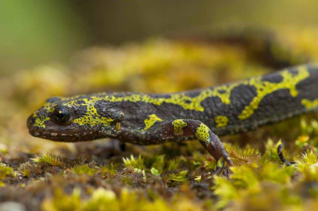 Biodiversité