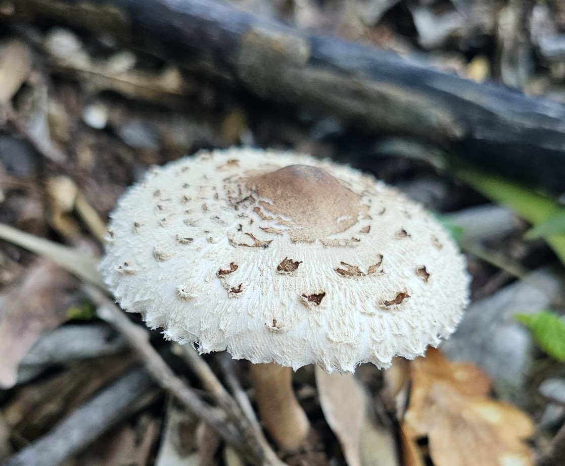 Biodiversité